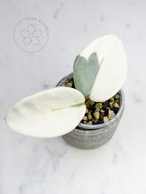 Load image into Gallery viewer, Hoya carnosa &#39;Argentea Picta&#39;
