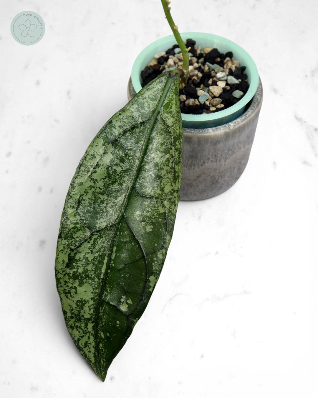 Hoya clemensiorum (Borneo silver) 🌱 cutting