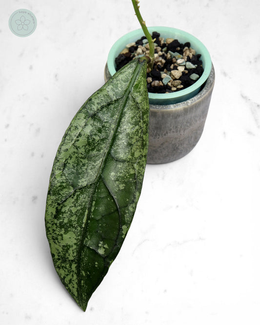 Hoya clemensiorum (Borneo silver) 🌱 cutting