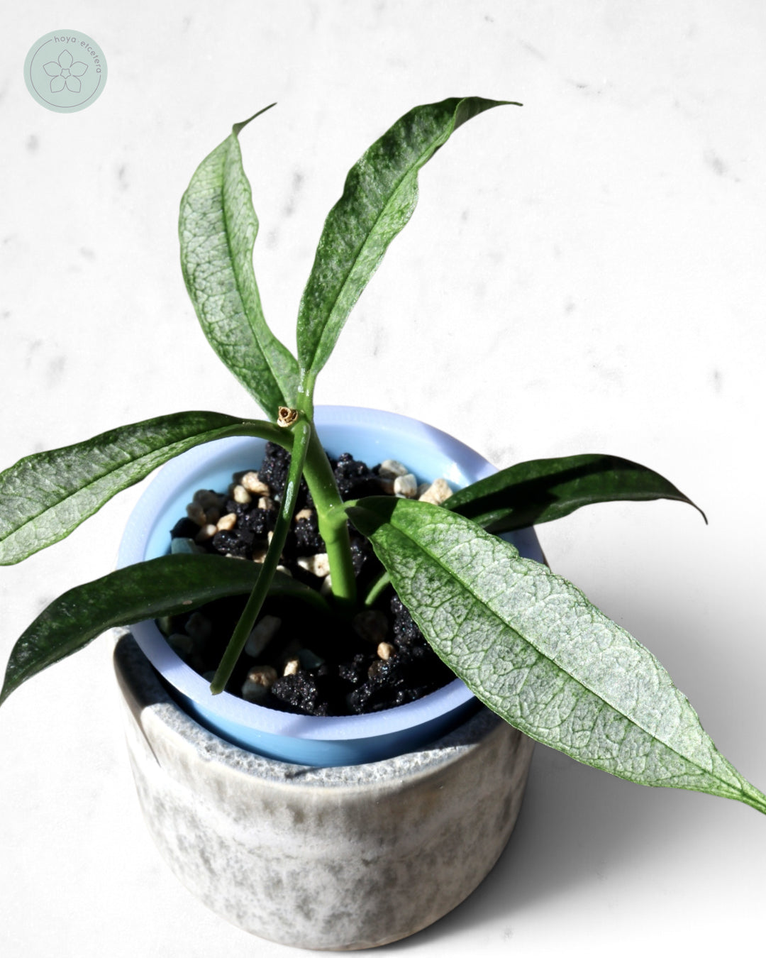 Hoya irisae (silver)