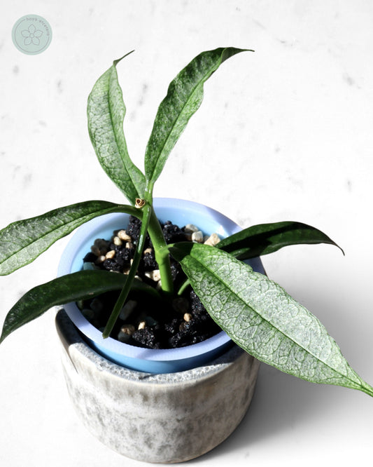 Hoya irisae (silver)