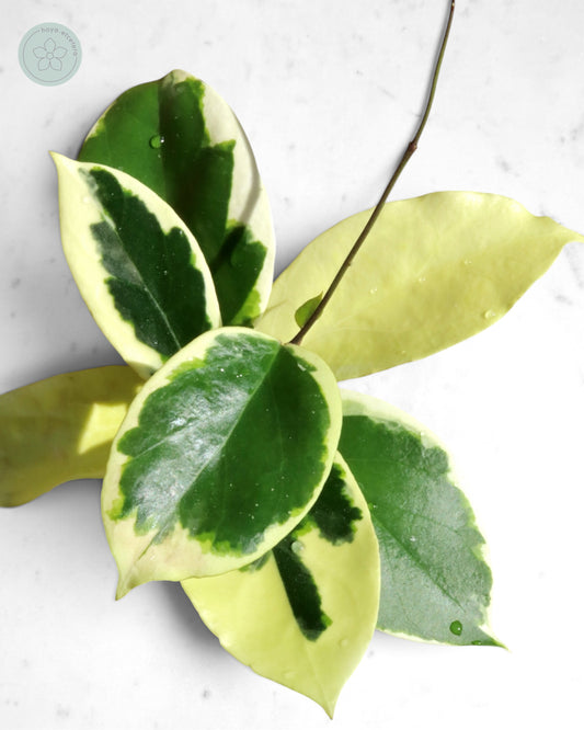 Hoya ilagiorum (albo)