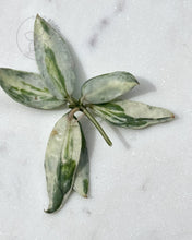 Charger l&#39;image dans la galerie, Hoya lacunosa &#39;Winter Pandora&#39; 🦄 cutting 🌱 high colour!

