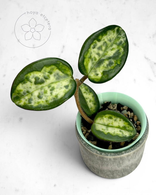 Hoya carnosa 'Madara' (Green Edge) 🌱 cutting