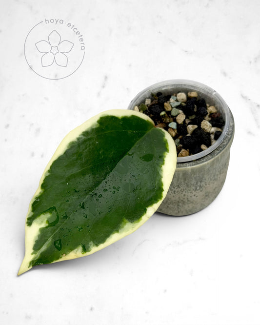 Hoya ilagiorum (albo)
