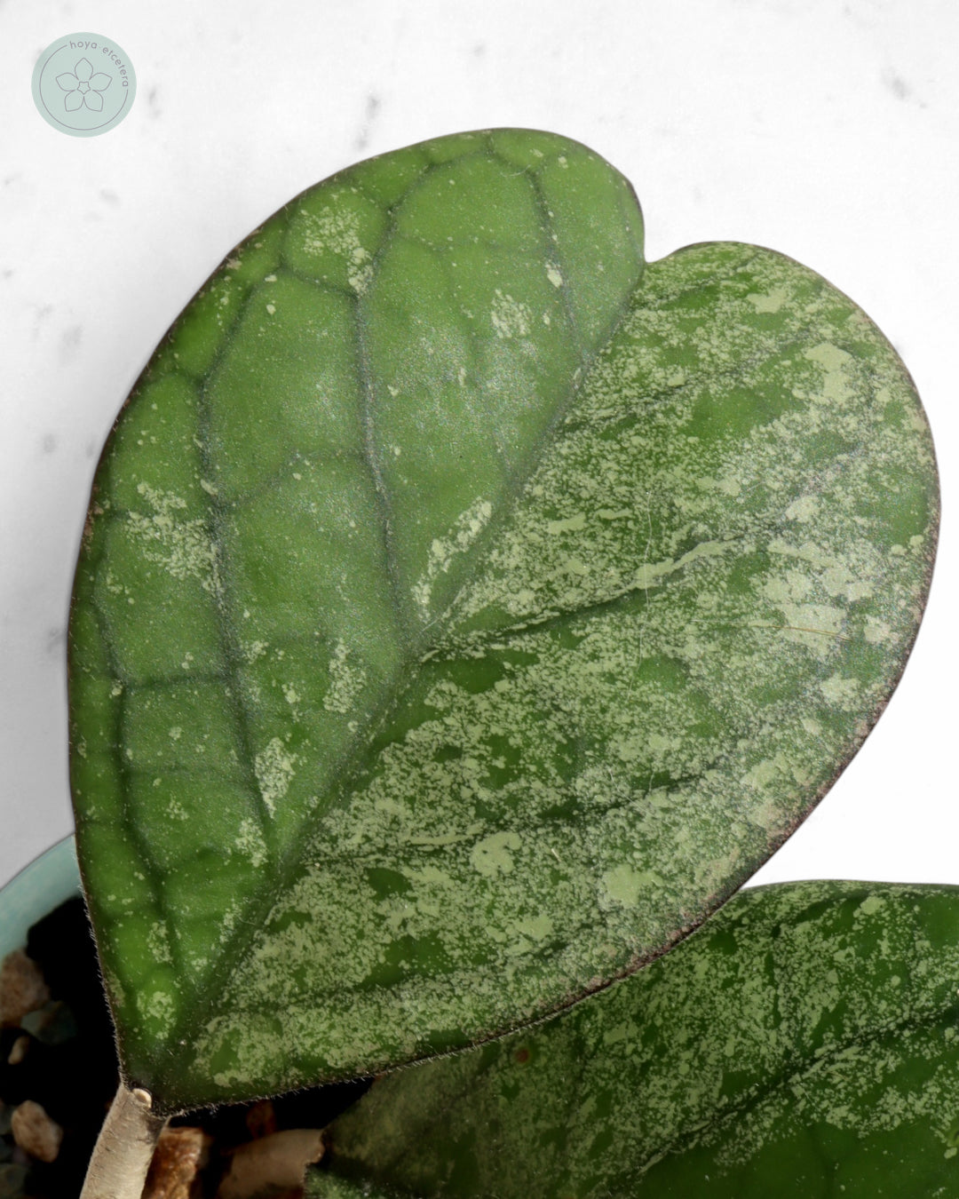 Hoya patcharawalai seedling (selection by Ice)