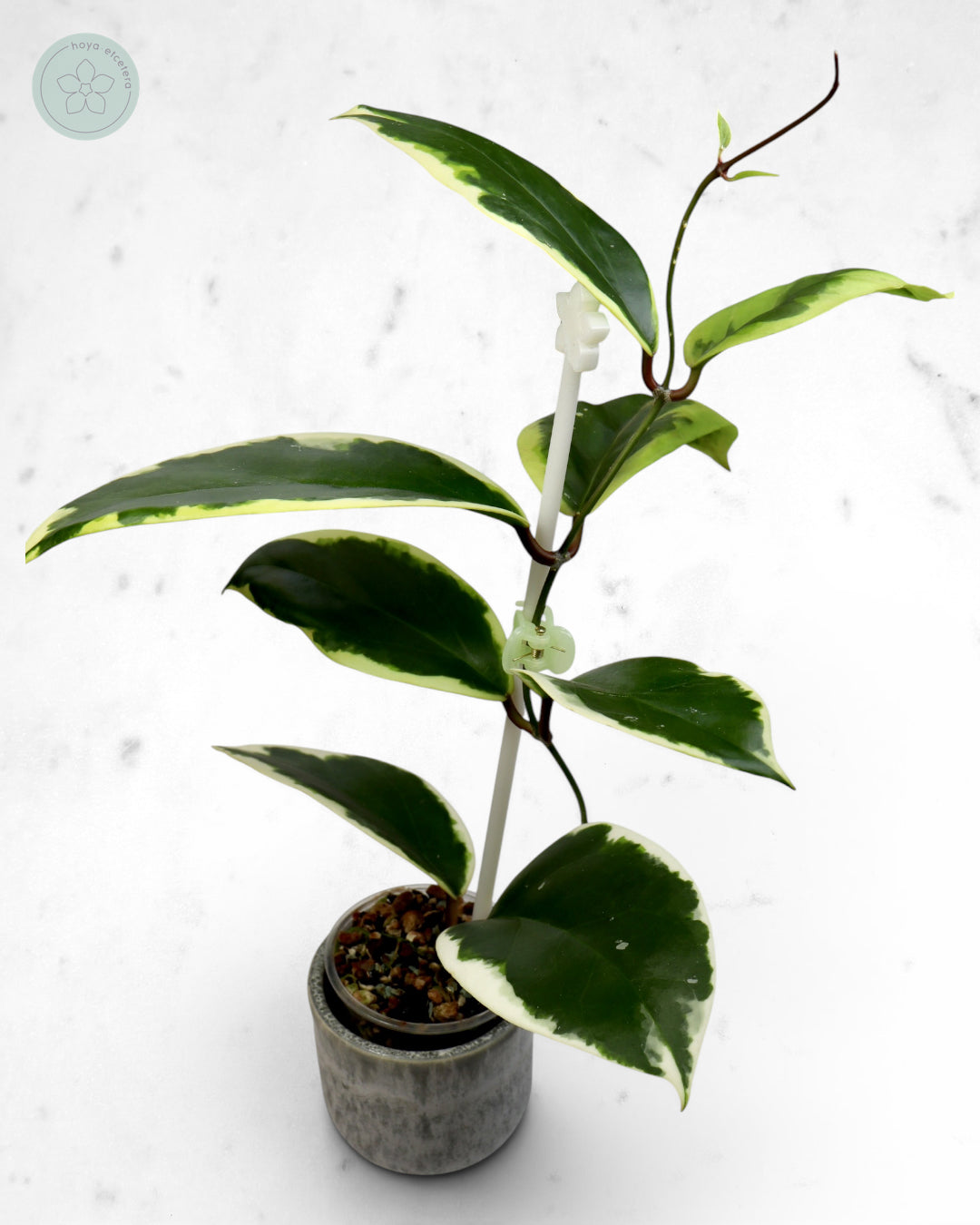 Hoya ilagiorum (albo)