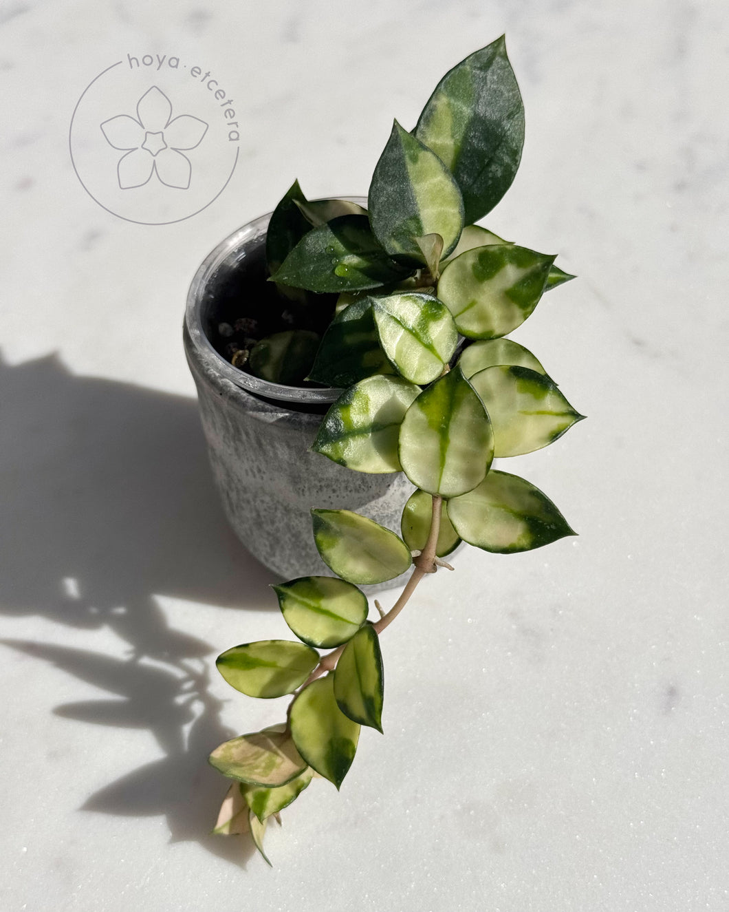 Hoya lacunosa 'Asami' (reverse variegated) – Hoya etcetera