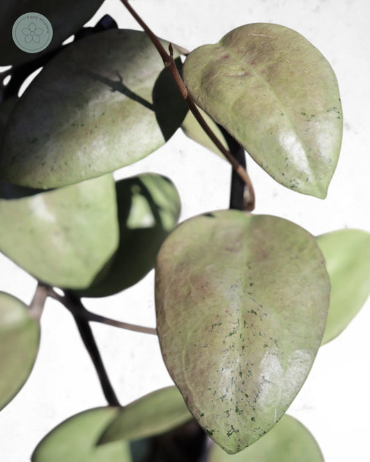 Hoya sp. Menak Sopal (silver)