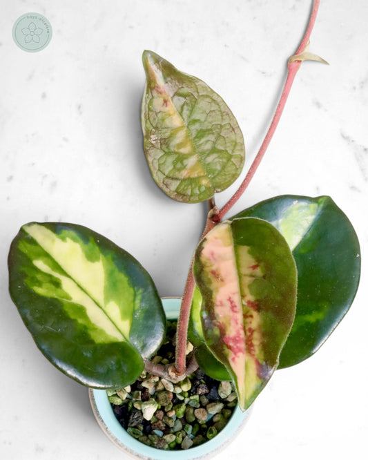 Hoya 'Momo'