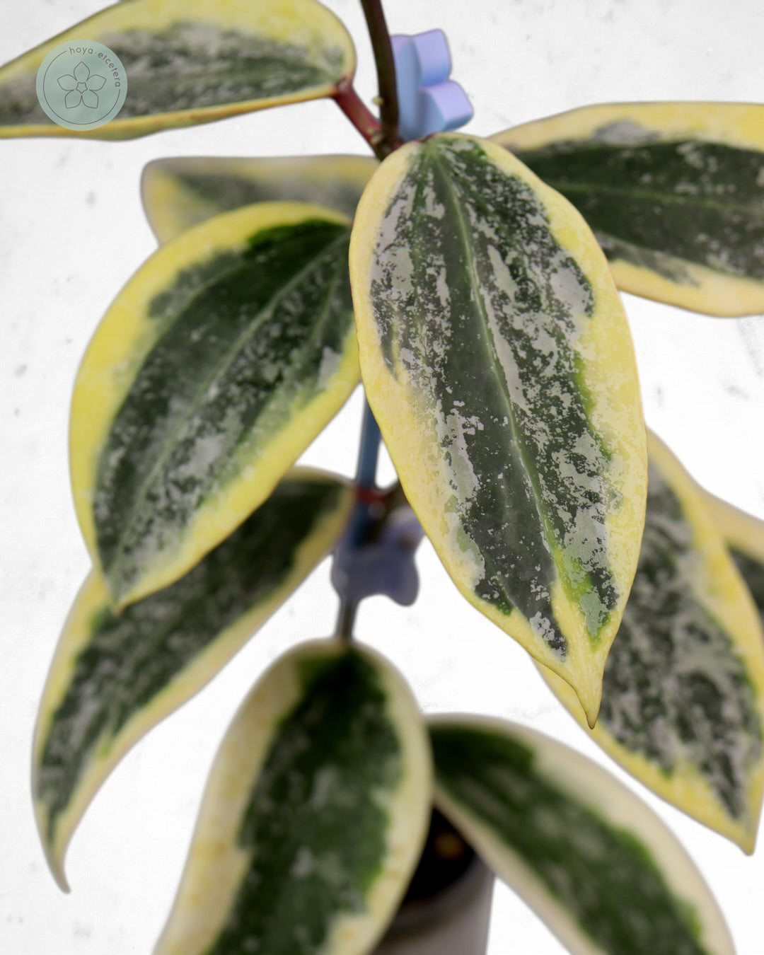 Hoya sp. Rangsan (albo splash)