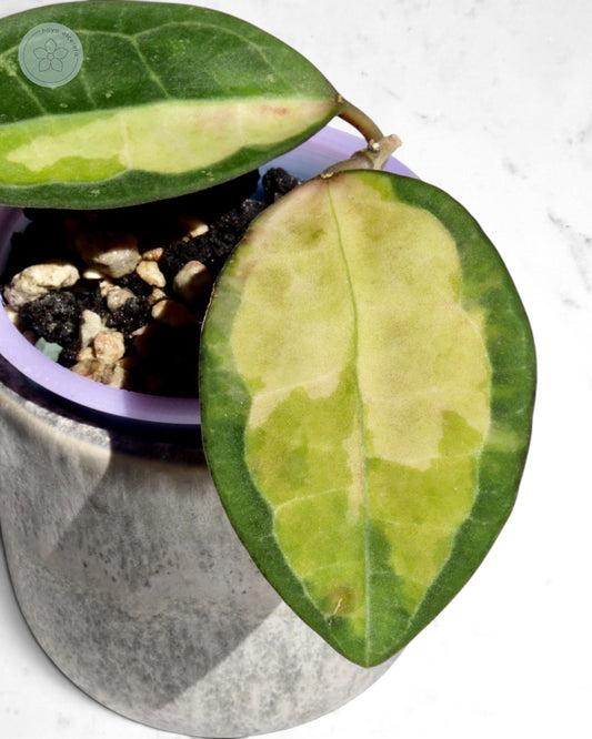Hoya elliptica (variegated)