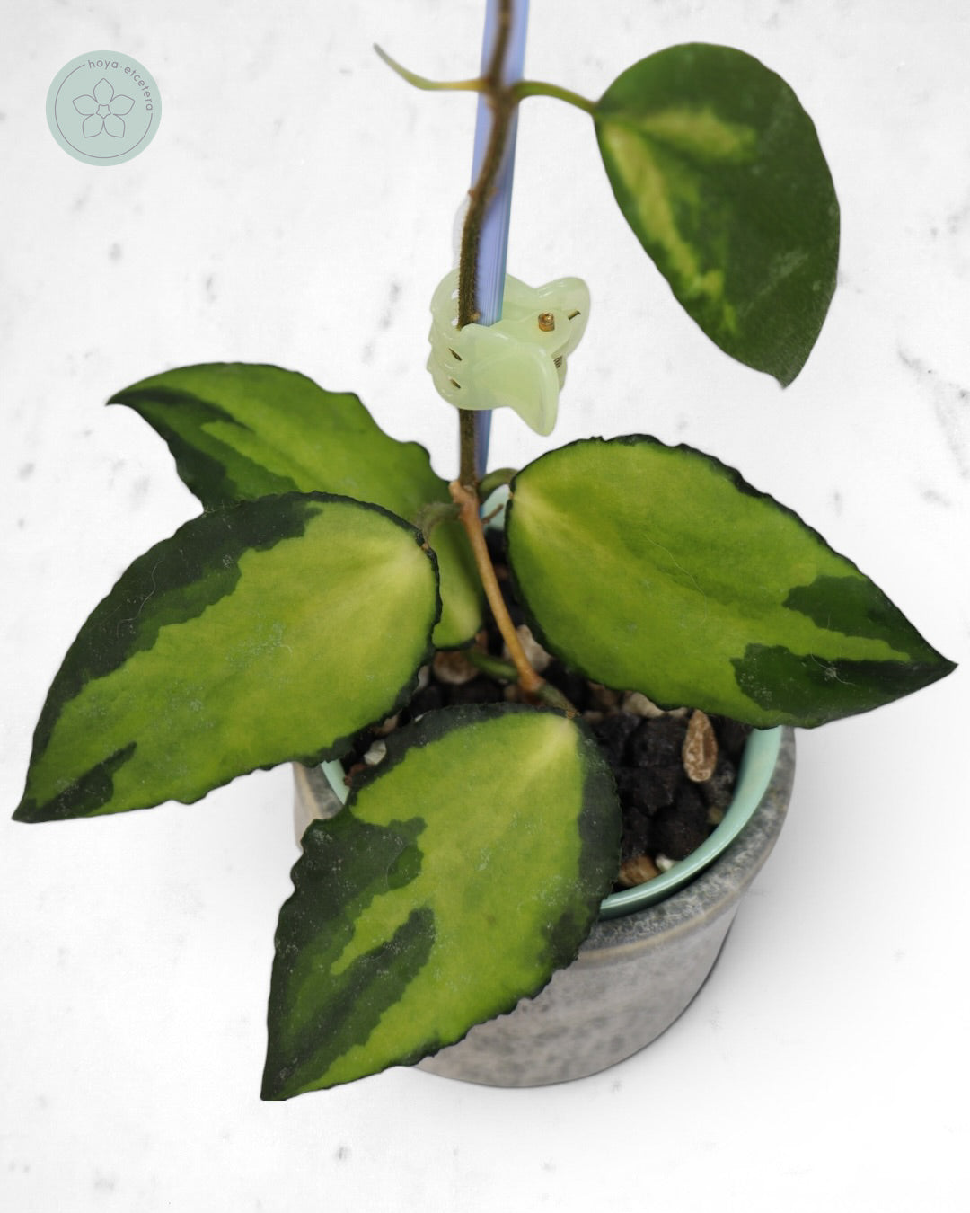 Hoya caudata (variegated)