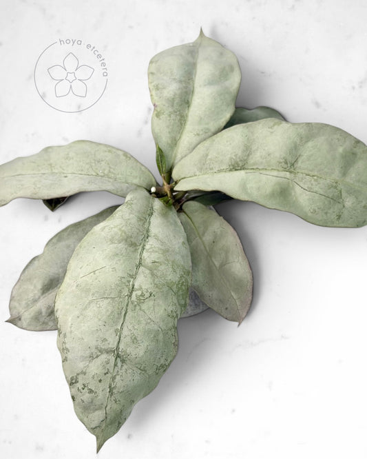 Hoya mitrata (sp. Buntok silver AH clone)