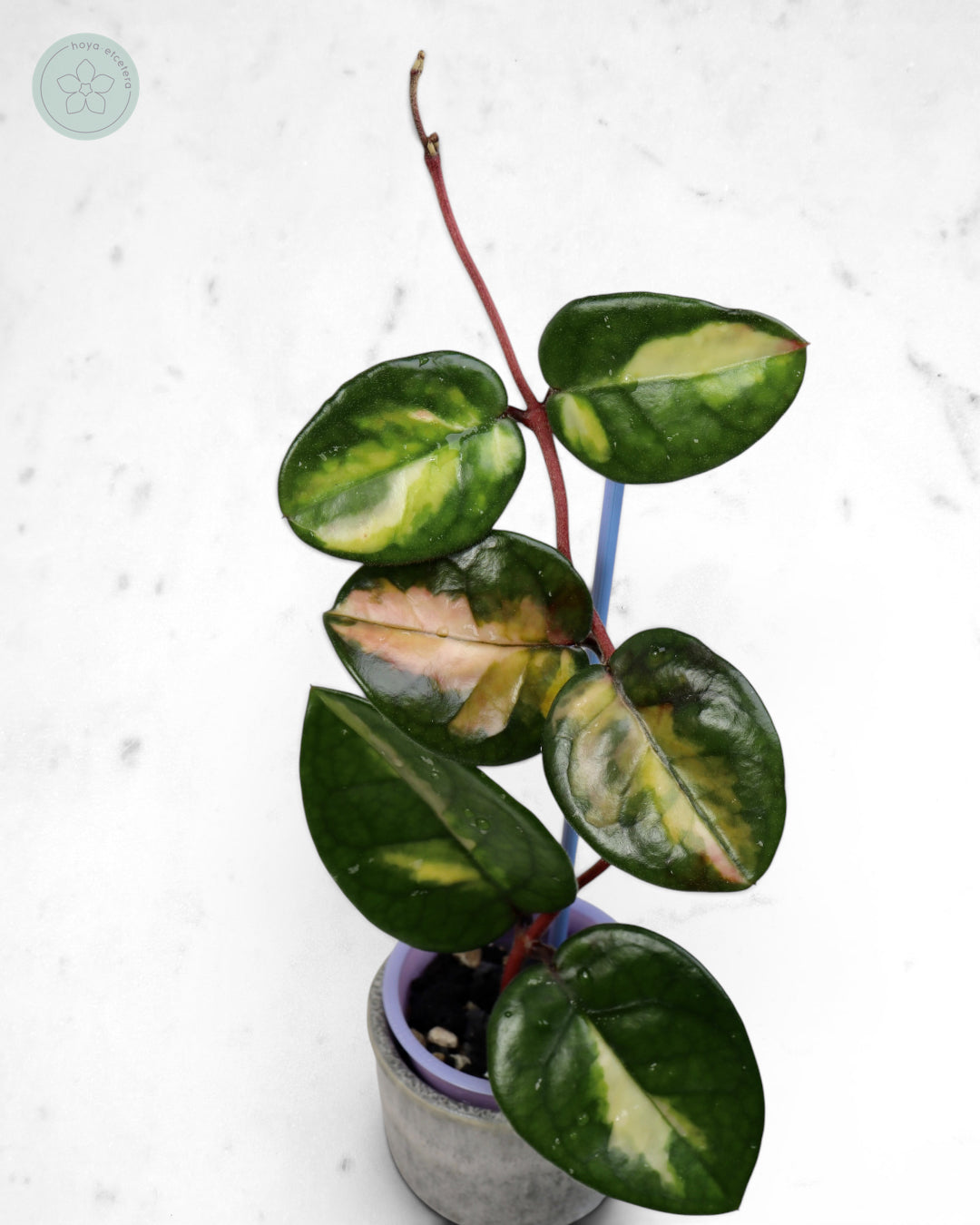 Hoya 'Momo' 🌱 cutting