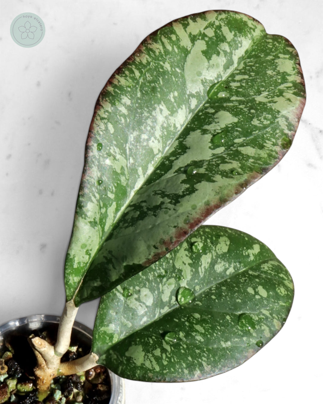 Hoya nervosa x 'Joy' (splash)