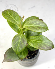 Load image into Gallery viewer, Hoya obscura (silver)
