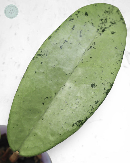 Hoya 'Emperor' (aff clemensiorum silver)