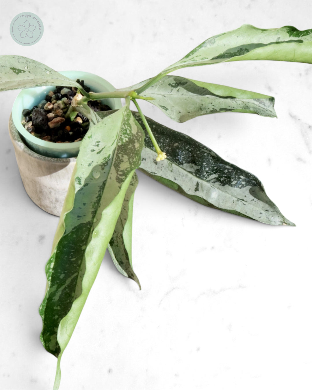 Hoya occultata (silver)