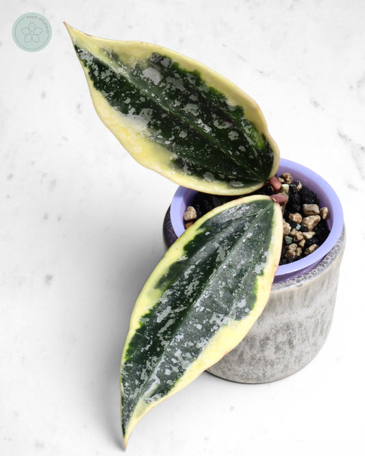 Hoya sp. Rangsan (albo splash) 🌱 cutting
