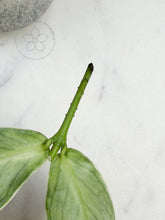 Load image into Gallery viewer, Hoya polyneura &#39;Jasminka&#39; 🌱 cutting
