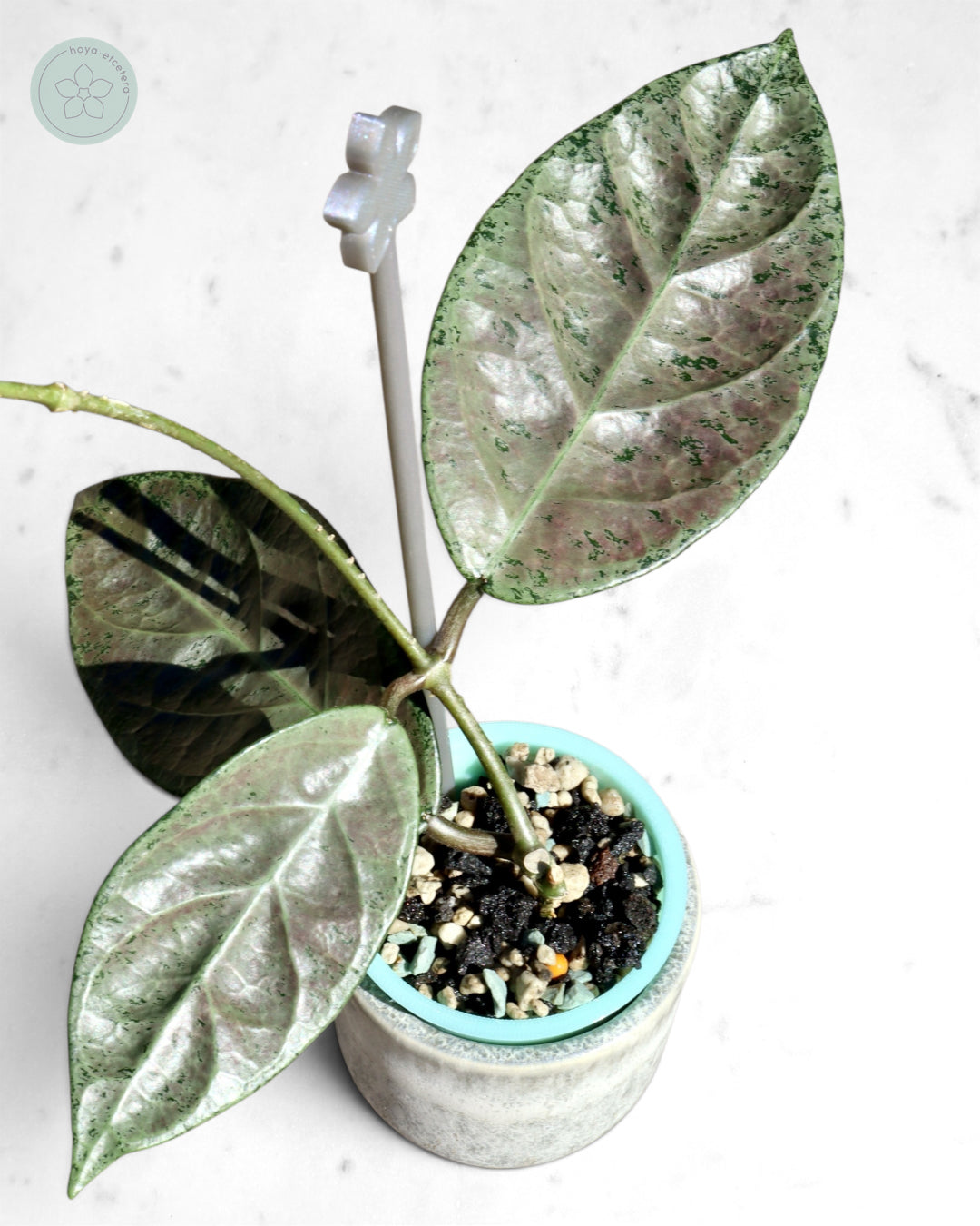 Hoya sp. Lai Chau (silver)