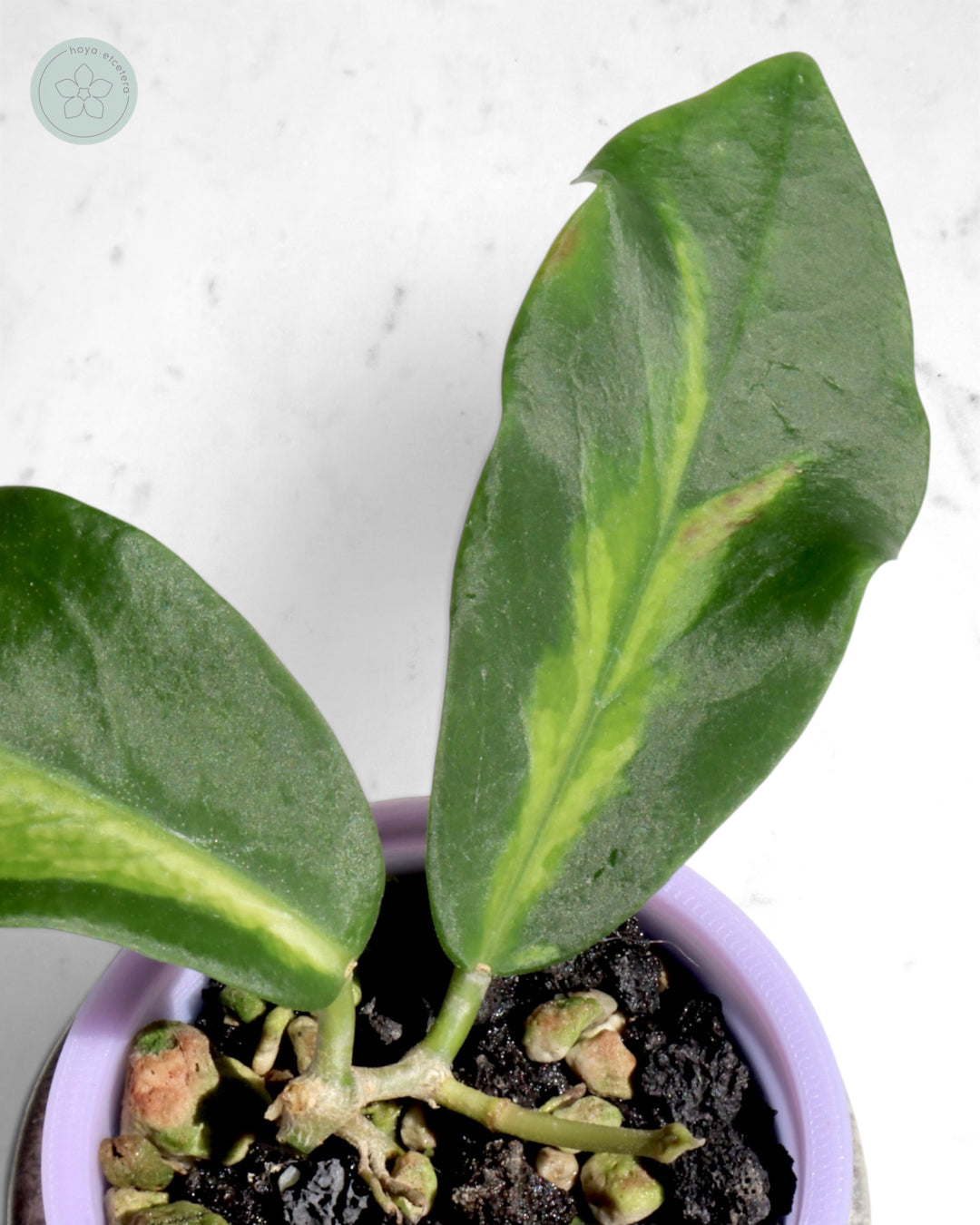 Hoya pimenteliana (variegated)