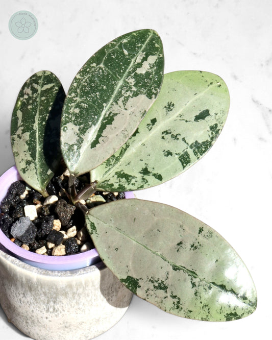 Hoya elliptica (silver)