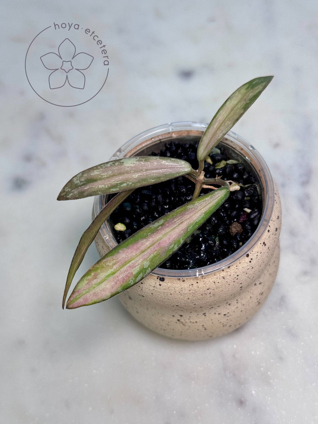 Hoya sigillatis (inner variegated splash)