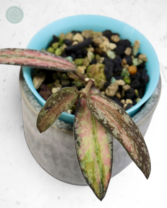 Hoya sigillatis (variegated splash)