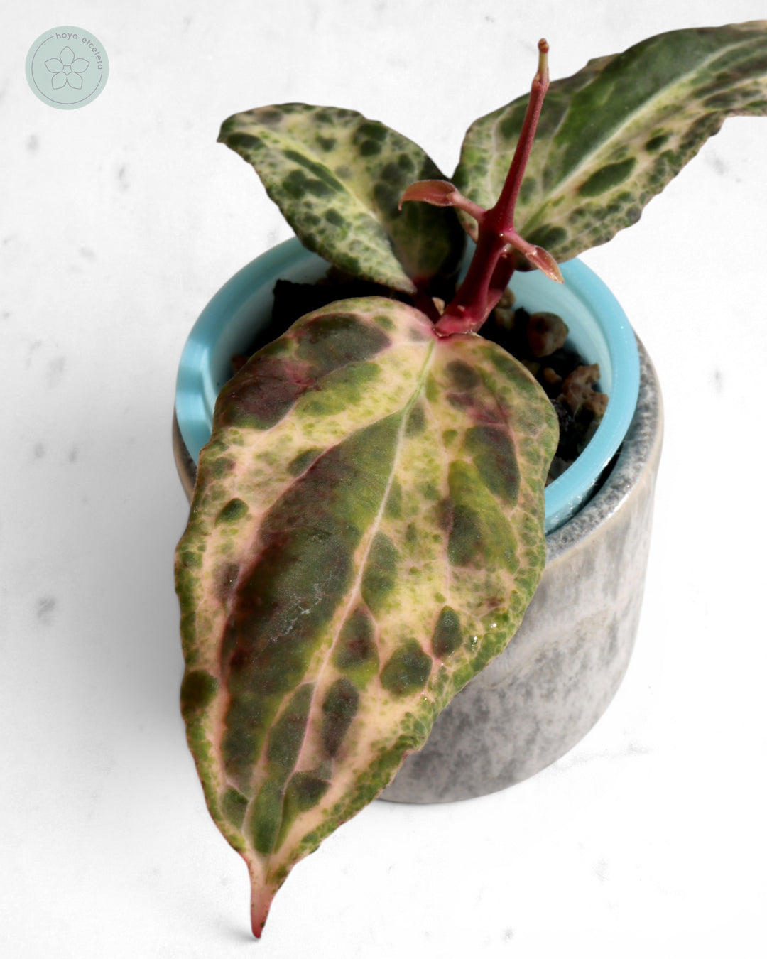 Hoya 'Swiffer’s Nightmare'