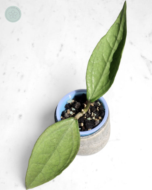 Hoya sp. Germany (silver)