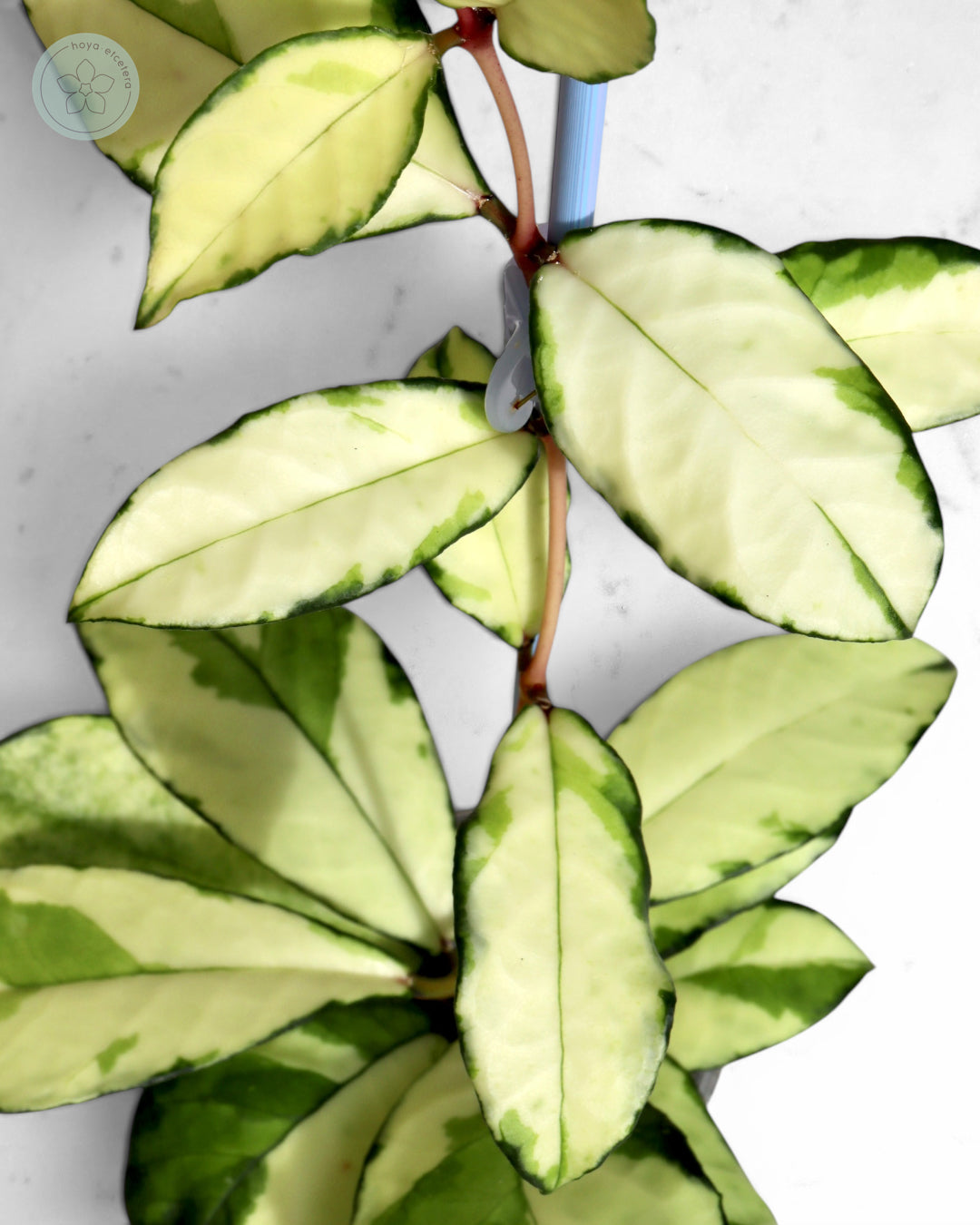 Hoya crassipetiolata (variegated)