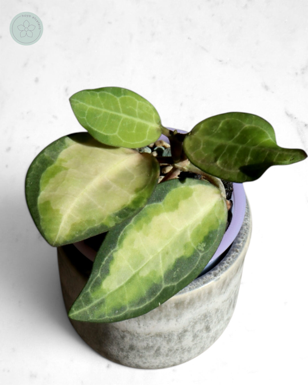 Hoya elliptica (variegated)