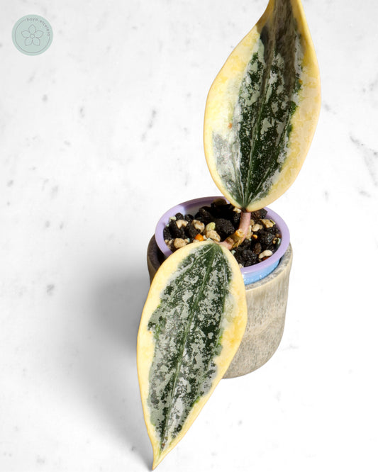 Hoya sp. Rangsan (albo splash)