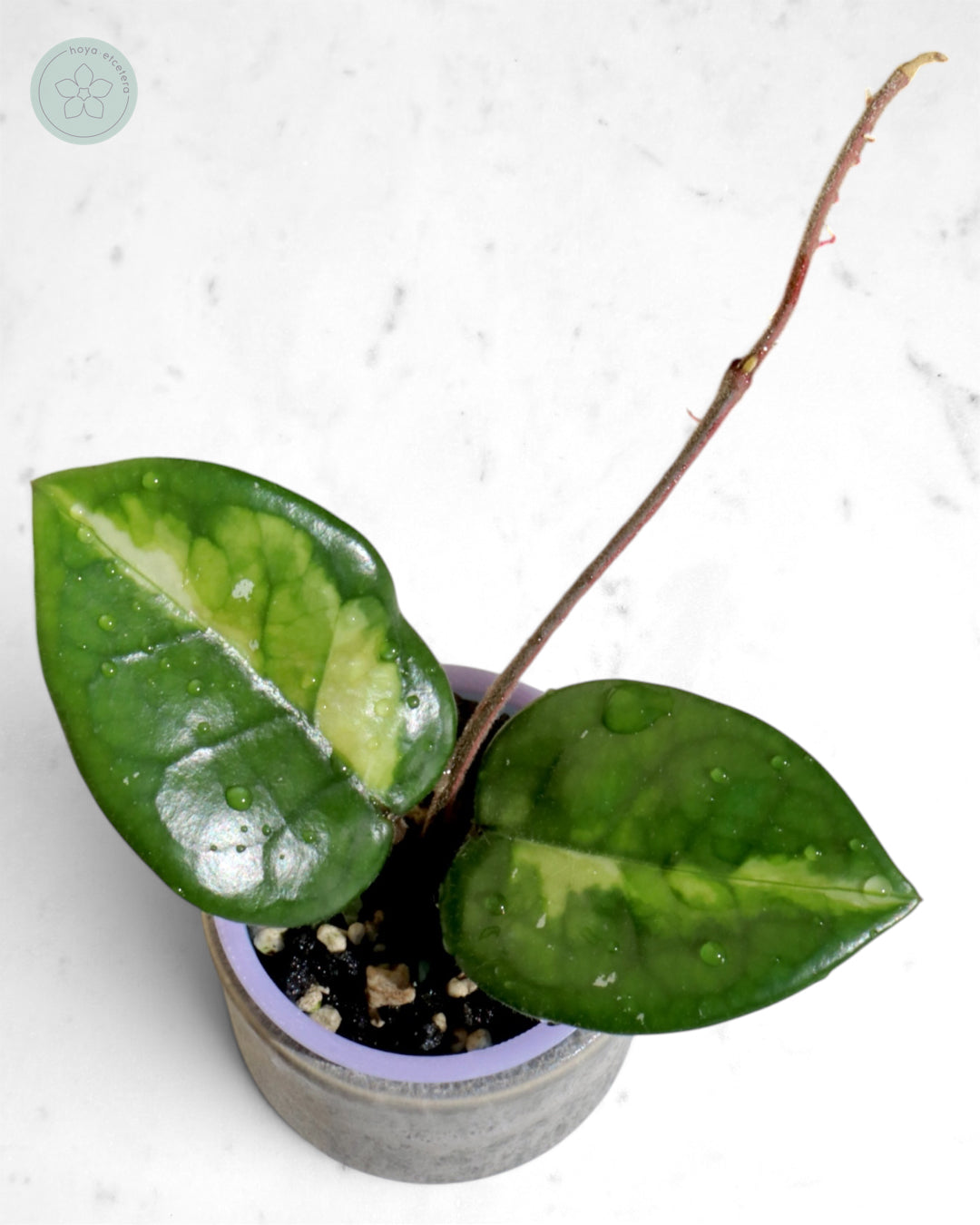Hoya 'Momo'