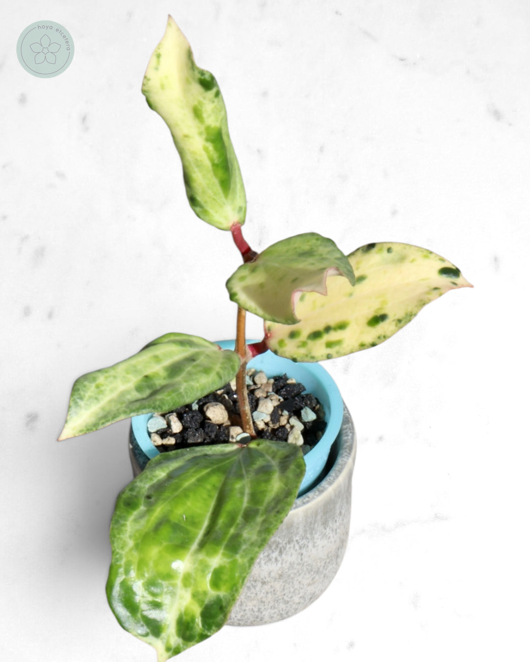 Hoya 'Crocodile'