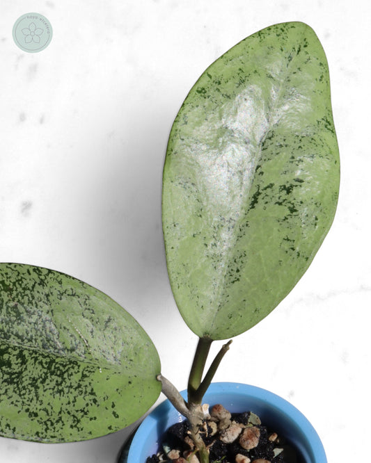 Hoya sp. Ponorogo (silver)