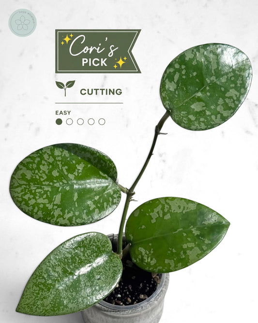 Hoya 'Cori'
