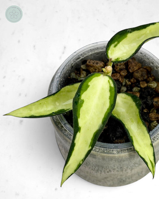 Hoya burmanica (variegated)