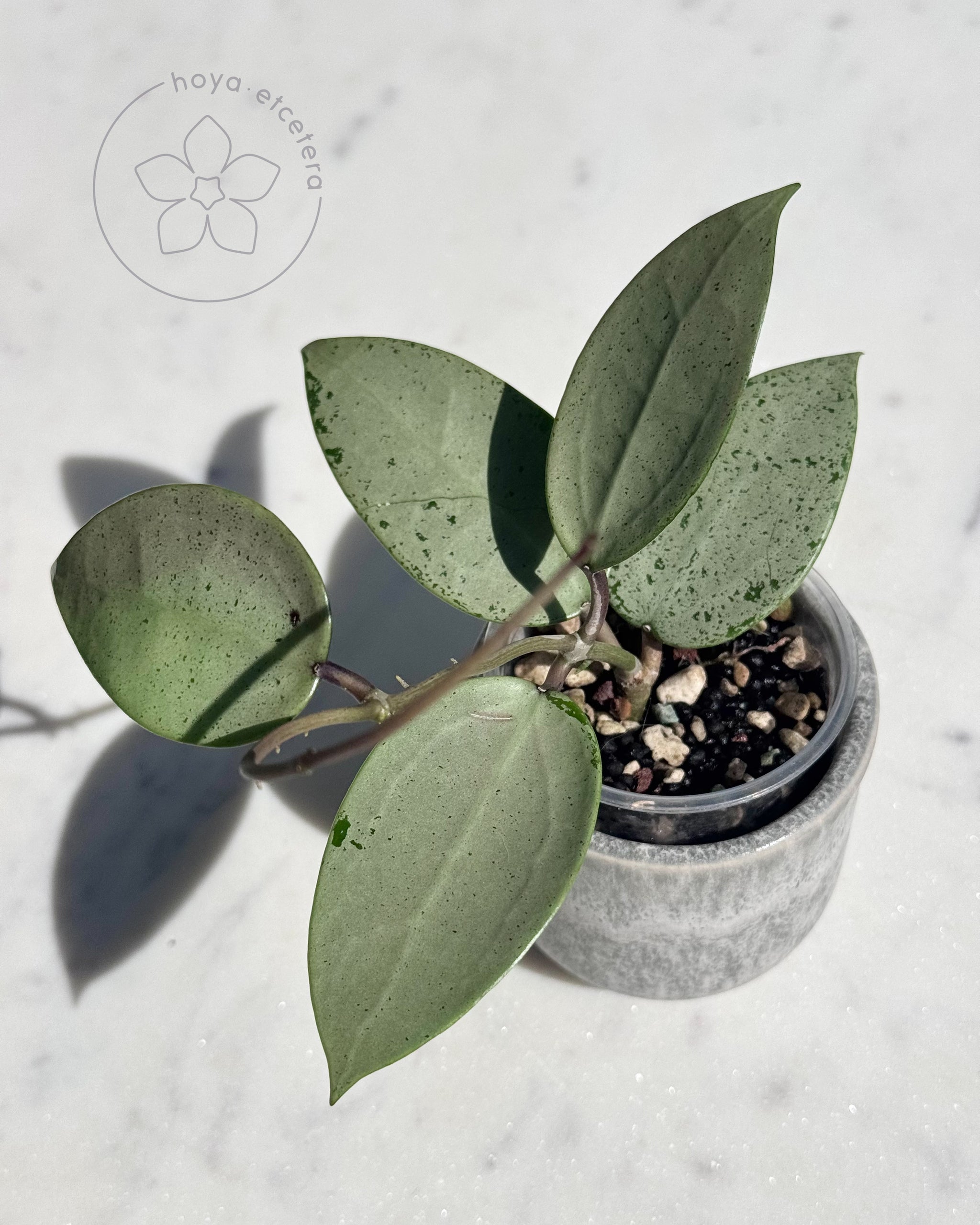 Hoya verticillata (silver heart) – Hoya etcetera