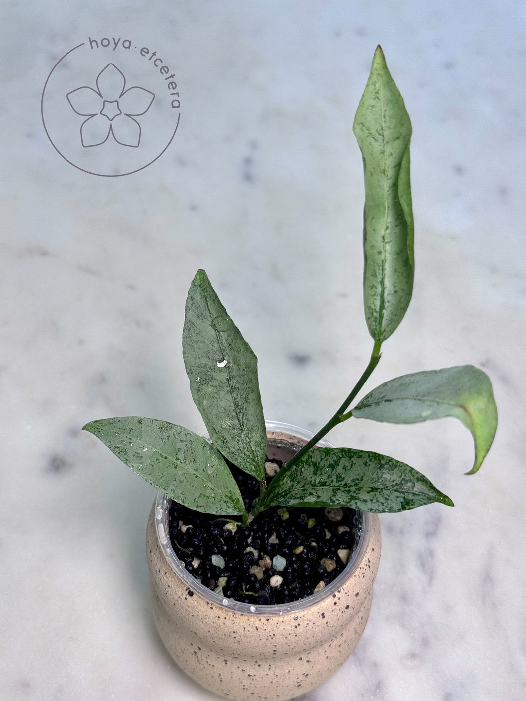 Hoya amicabilis (silver)