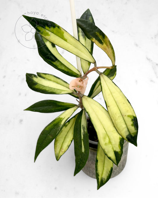 Hoya rigidifolia (variegated)