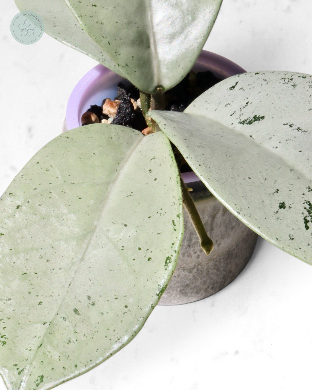 Hoya 'Stardust' (silver)