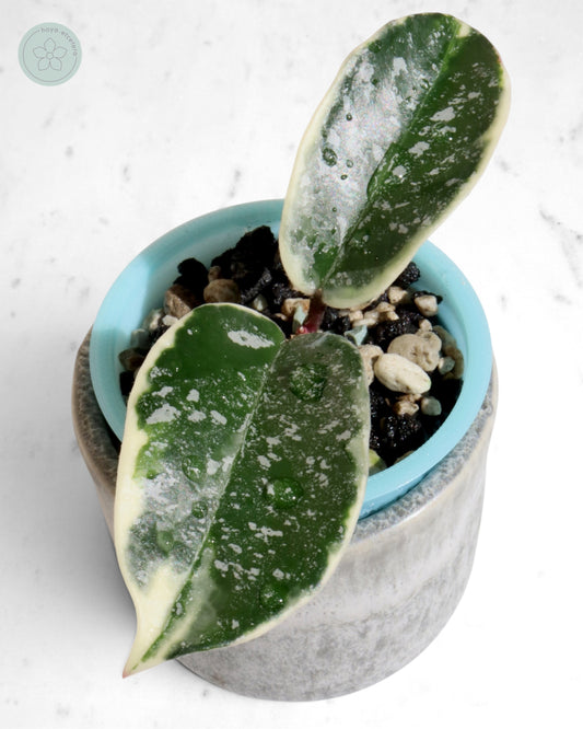 Hoya 'Krimson Queen' (splash)