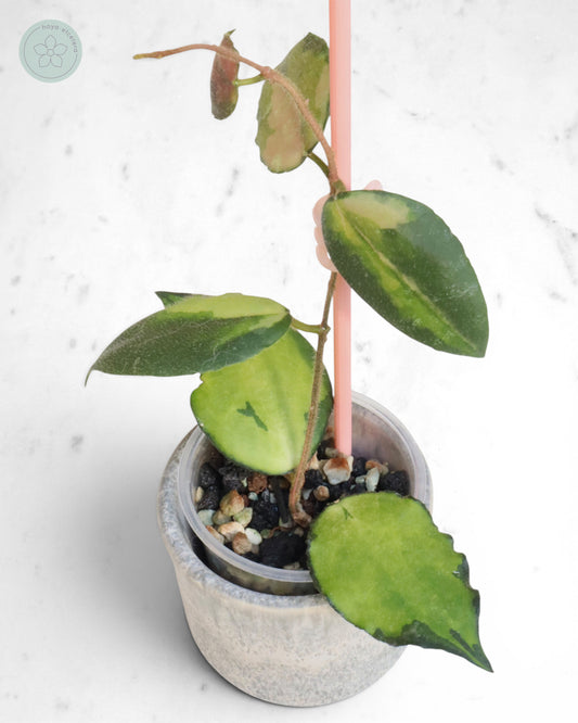 Hoya caudata (variegated)