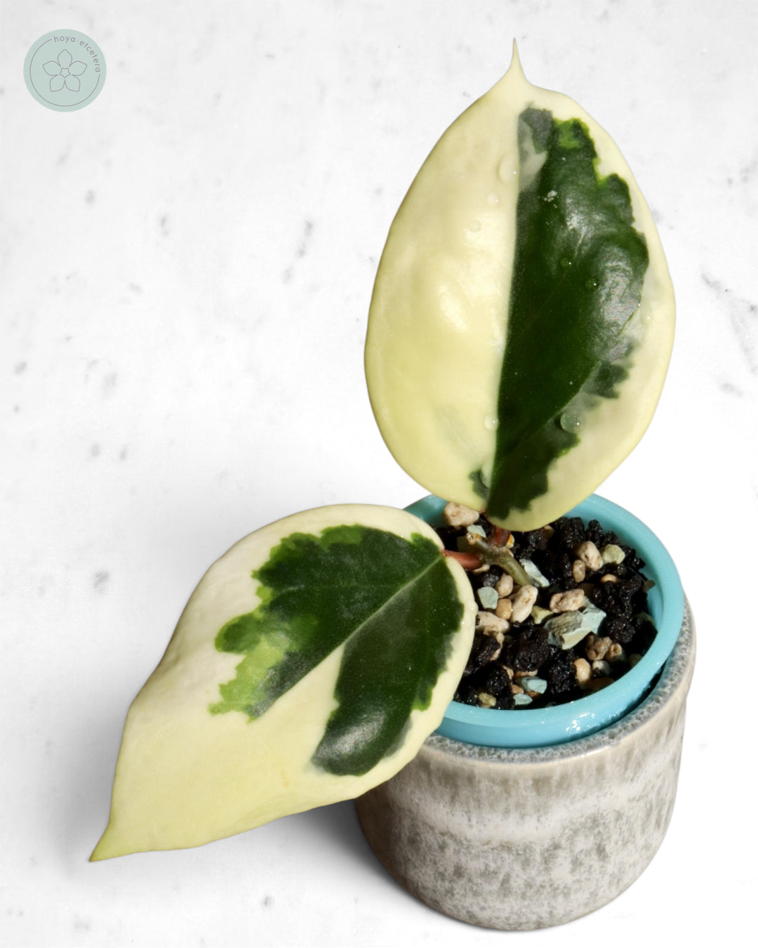 Hoya ilagiorum (albo)