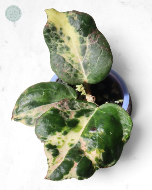 Hoya 'Candy'