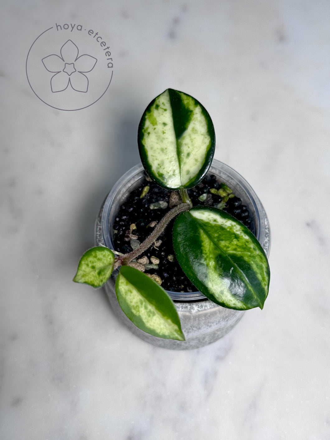 Hoya carnosa 'Madara' (GE Green Edge) top