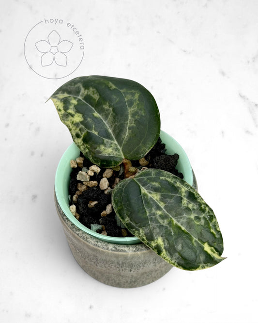 Hoya 'Fantasy' 🌱 cutting
